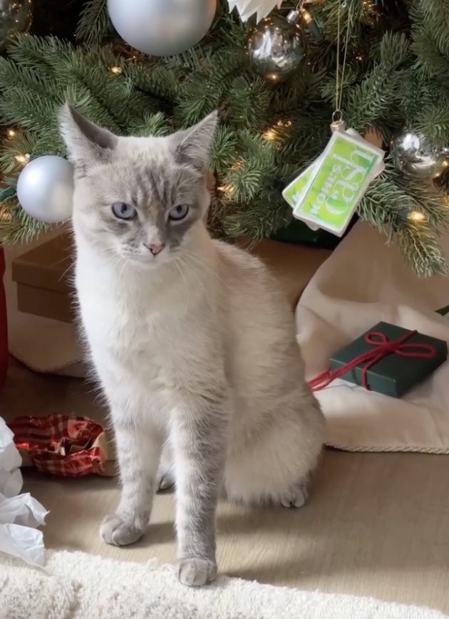 Kohl's cash ornament